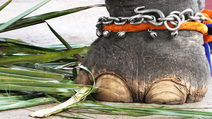 Closeup of chained and decorated feet of elephant