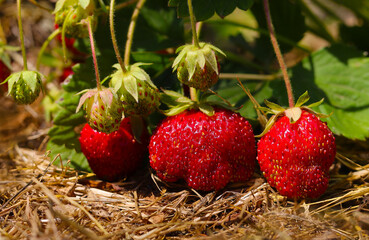 Red berries of organic strawberries on a farmer's field close-up