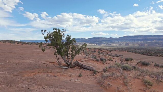 Walking around juniper tree growing in the sandstone in Escalante Utah on a sunny day.