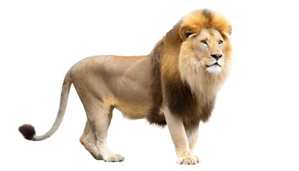 Obraz premium Löwe auf vier beinen isoliert auf weißen Hintergrund, Freisteller