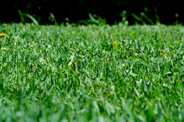 Green plant background