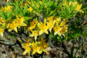 Beautiful spring flowers grow in a garden on a flower bed