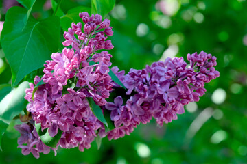 Lush beautiful lilac blossom in a botanical garden on a bright sunny spring day