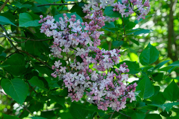 Lush beautiful lilac blossom in a botanical garden on a bright sunny spring day