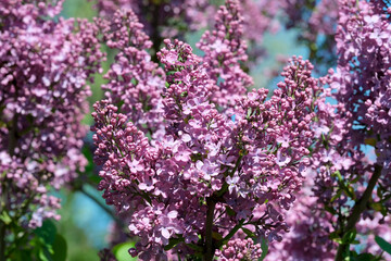 Lush beautiful lilac blossom in a botanical garden on a bright sunny spring day