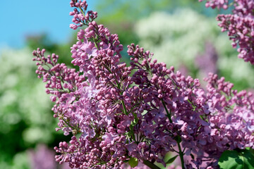 Lush beautiful lilac blossom in a botanical garden on a bright sunny spring day
