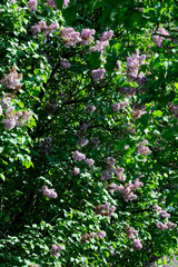 Lush beautiful lilac blossom in a botanical garden on a bright sunny spring day