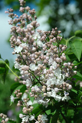 Lush beautiful lilac blossom in a botanical garden on a bright sunny spring day