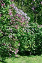 Lush beautiful lilac blossom in a botanical garden on a bright sunny spring day