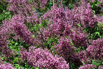 Lush beautiful lilac blossom in a botanical garden on a bright sunny spring day