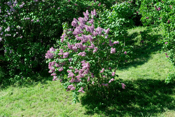 Lush beautiful lilac blossom in a botanical garden on a bright sunny spring day