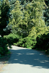 Landscape botanical park on a bright sunny spring day