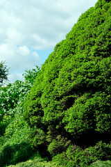Fototapeta premium Landscape botanical park on a bright sunny spring day