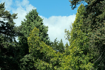 Landscape botanical park on a bright sunny spring day