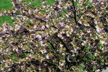 Beautiful spring sakura flowers bloom on a sunny day