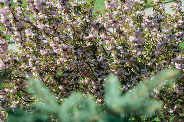 Beautiful spring sakura flowers bloom on a sunny day