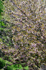 Beautiful spring sakura flowers bloom on a sunny day