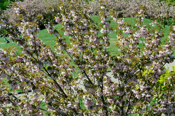 Beautiful spring sakura flowers bloom on a sunny day