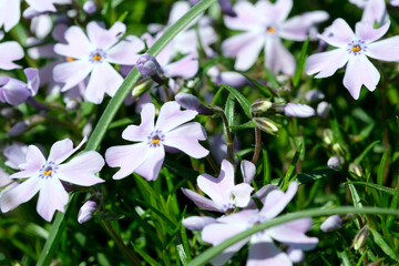 Beautiful spring flowers grow in a garden on a flower bed