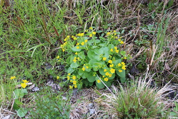 yellow flowers in the spinrgtime on trail