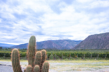 Large vineyard specializing in high altitude wines with bright green leaves and a cactus in the...