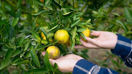 Hands of Asian woman in blue plaid, cradle ripe oranges, amidst dense foliage, focused on healthy...