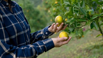 Asian young adult carefully examines ripe oranges on tree, plaid shirt, focus evident in grasp and gentle touch. Working in orange orchard ready for harvest