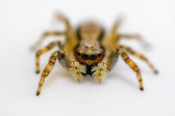 Gray jumping spider (Menemerus bivittatus), isolated in selective focus. flycatcher spider