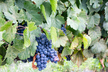 cluster of purple grapes from the wine plant are part of a large vineyard with bright green leaves...