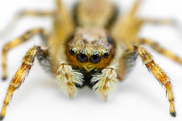 Gray jumping spider (Menemerus bivittatus), isolated in selective focus. flycatcher spider