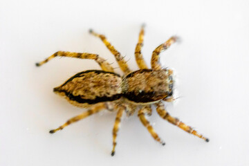 Gray jumping spider (Menemerus bivittatus), isolated in selective focus. flycatcher spider
