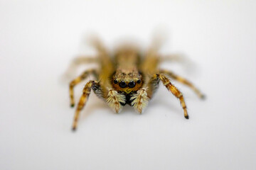 Gray jumping spider (Menemerus bivittatus), isolated in selective focus. flycatcher spider