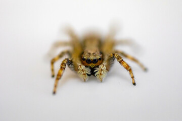 Gray jumping spider (Menemerus bivittatus), isolated in selective focus. flycatcher spider