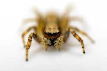 Gray jumping spider (Menemerus bivittatus), isolated in selective focus. flycatcher spider