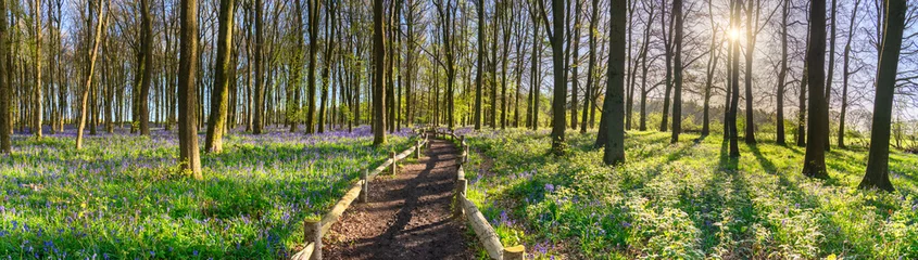 Fototapete Waldweg Bluebell carpet panorama in the woodland forest. Springtime in United Kingdom  © Pawel Pajor