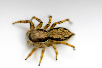 Gray jumping spider (Menemerus bivittatus), isolated in selective focus. flycatcher spider - Powered by Adobe