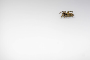Gray jumping spider (Menemerus bivittatus), isolated in selective focus. flycatcher spider
