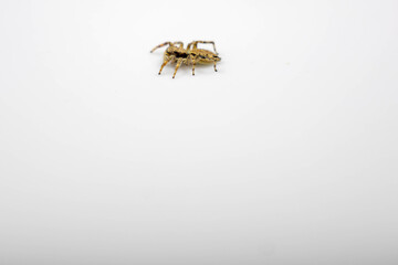 Gray jumping spider (Menemerus bivittatus), isolated in selective focus. flycatcher spider