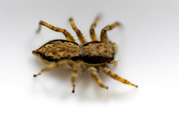 Gray jumping spider (Menemerus bivittatus), isolated in selective focus. flycatcher spider