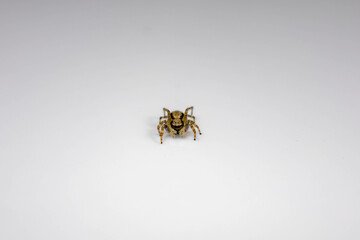 Gray jumping spider (Menemerus bivittatus), isolated in selective focus. flycatcher spider