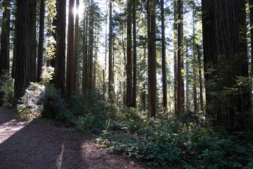 Fototapeta na wymiar Redwood National and State Park