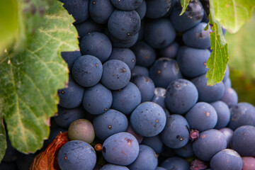 close-up of a bunch of spoiled violet grapes on the wine plant of a large vineyard in high altitude