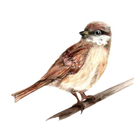 Watercolor illustration of a sparrow