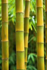 Vertical bamboo background with copy space for text ideal for asian nature and zen concepts