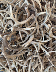 Deer Antlers