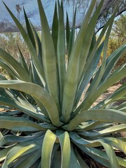 Fototapeta premium Agave Plant growing outside in a botanical garden