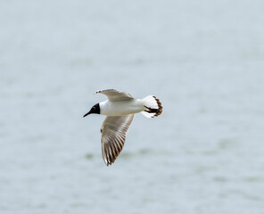 A black-headed gull in flight is a graceful spectacle. Its slender wings beat in smooth arcs, with the white feathers contrasting against its dark wingtips. Its flight pattern is agile and adaptable.