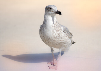 Herring gull isolated. Close-up of seagull perching on sand