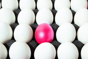 White chicken eggs and one hot pink egg in a black cardboard boxes. Creative copy space top view