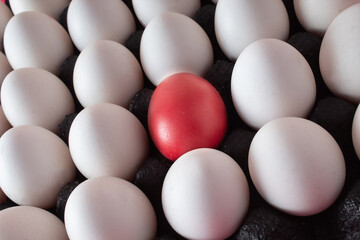 White chicken eggs and one hot pink egg in a black cardboard boxes. Creative copy space top view